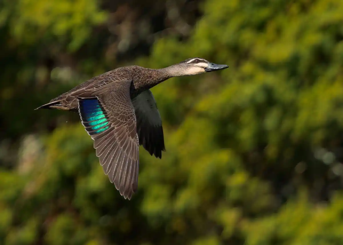 Black Duck flying Black Duck flying