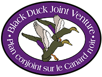 Plan conjoint sur le Canard noir